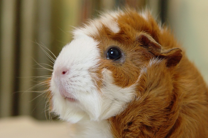 guinea_pig_Story