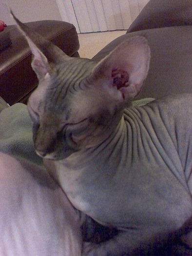 hairless_cats1