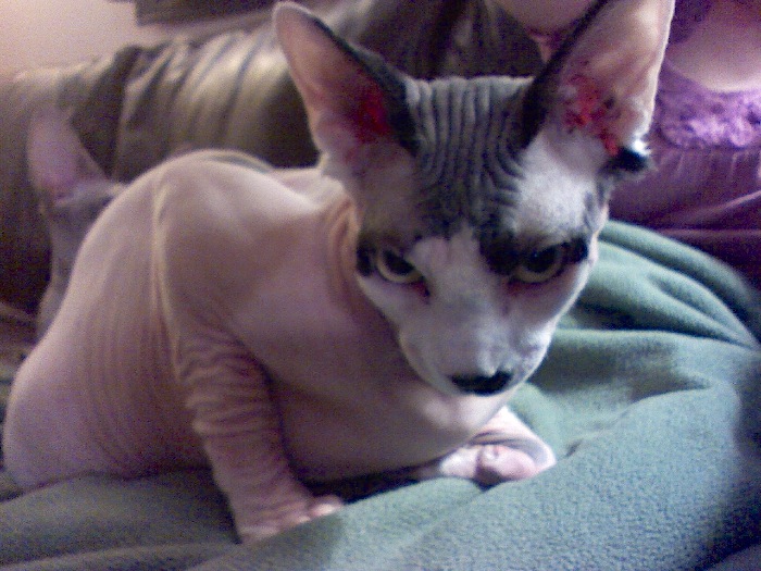 hairless_cats2