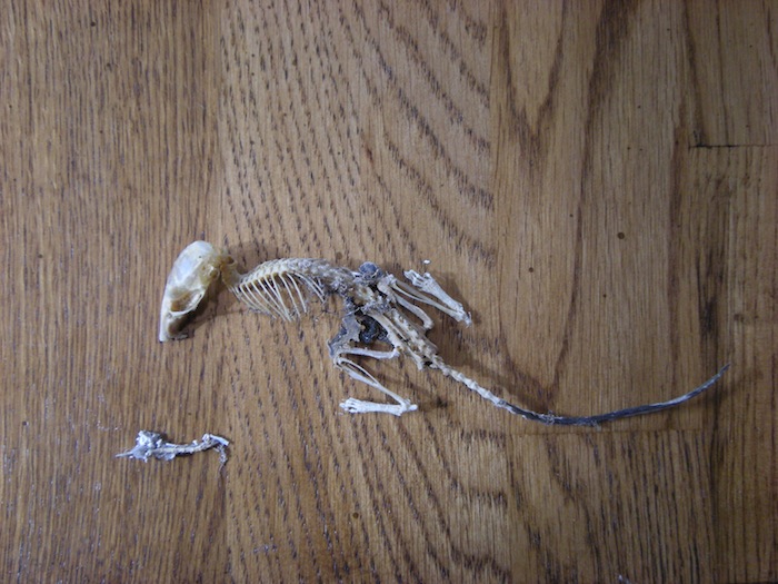 mouse_skeleton