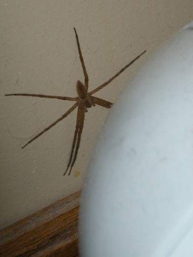 Nursery web spider