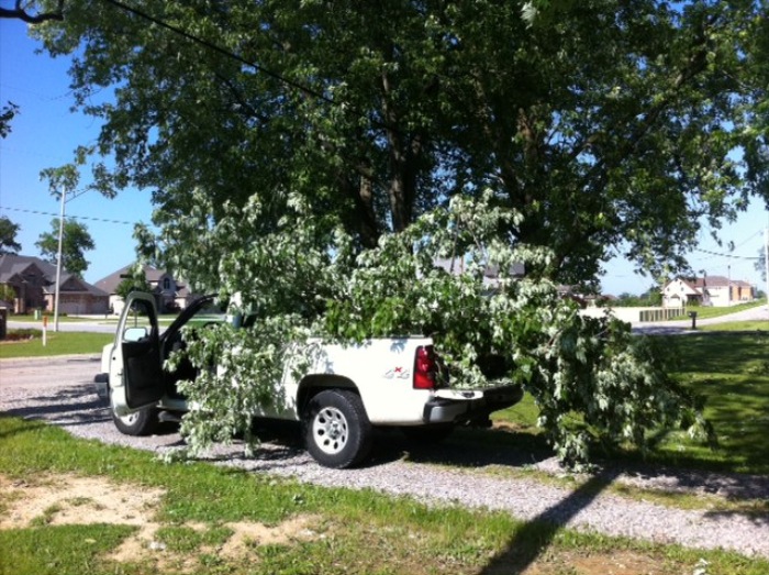 Broken tree limbs from storm