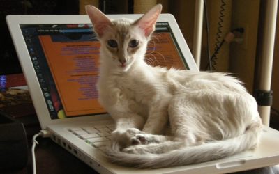 of cats and computers