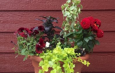 potted flowers