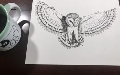 Sketch: Barn Owl