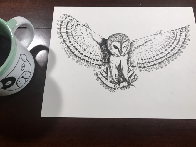 Sketch: Barn Owl