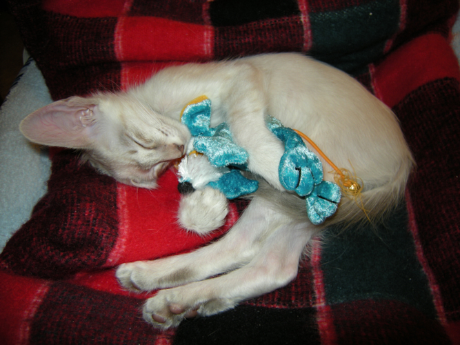 the cutest javanese kitten hugging a toy while napping