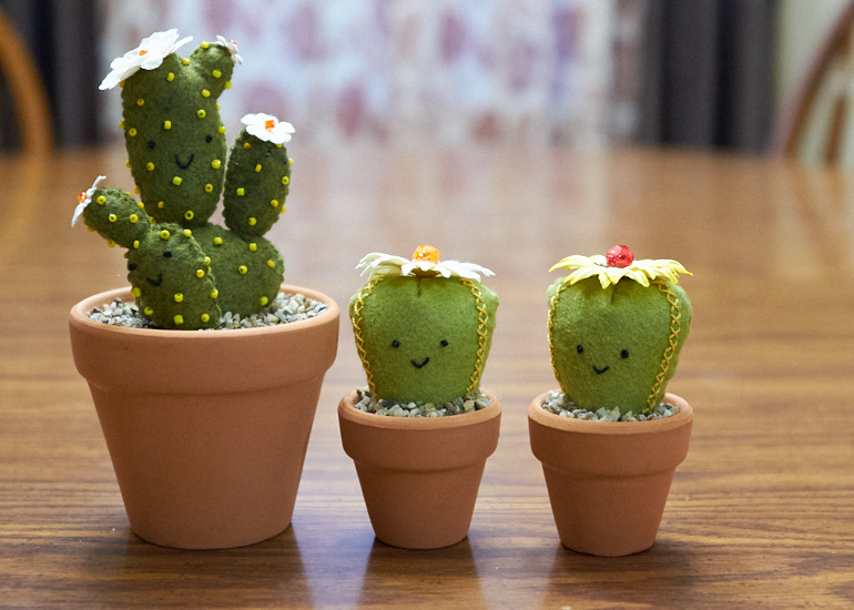 Cacti Family